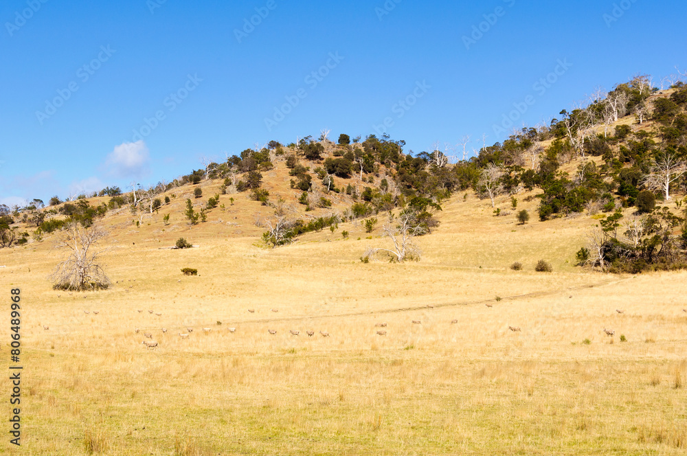 Dry yellow grass on rolling hills under blue sky - Swansea, Tasmania, Australia Dry yellow grass on rolling hills under blue sky - Swansea, Tasmania, Australia