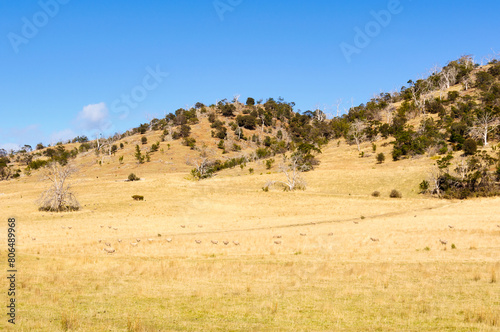 Dry yellow grass on rolling hills under blue sky - Swansea, Tasmania, Australia