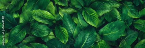 A lush green plant with leaves that are very green and shiny. The leaves are arranged in a way that they are overlapping each other  creating a dense and full appearance. for banner design