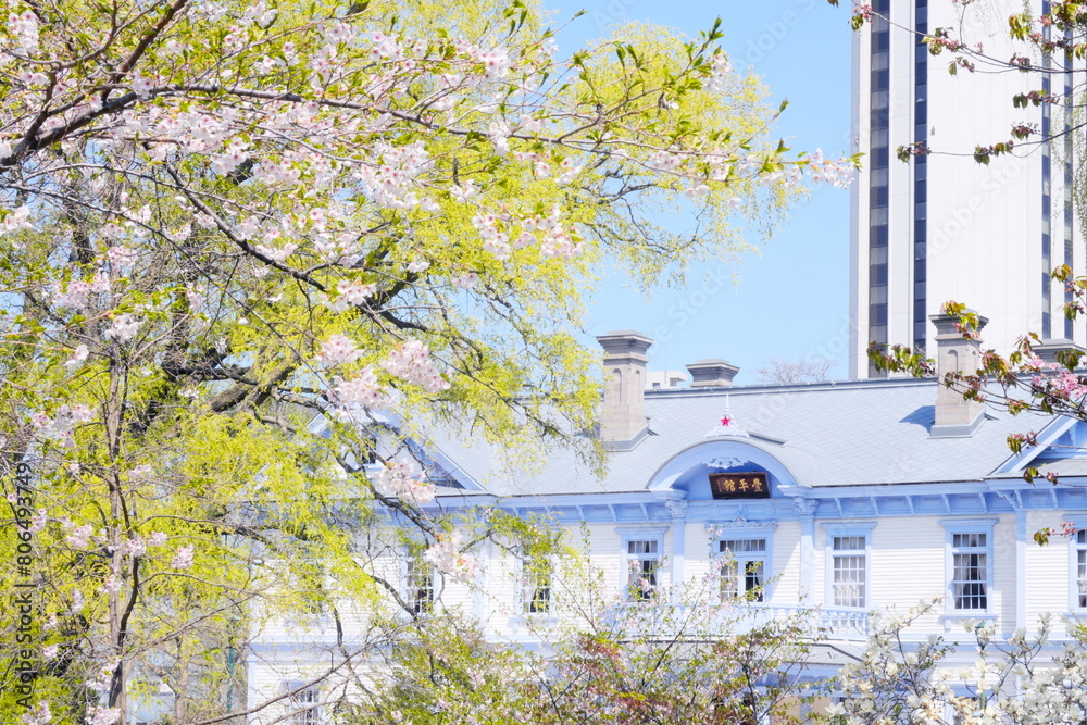 美しく咲き誇る札幌の桜 美しく咲き誇る札幌の桜