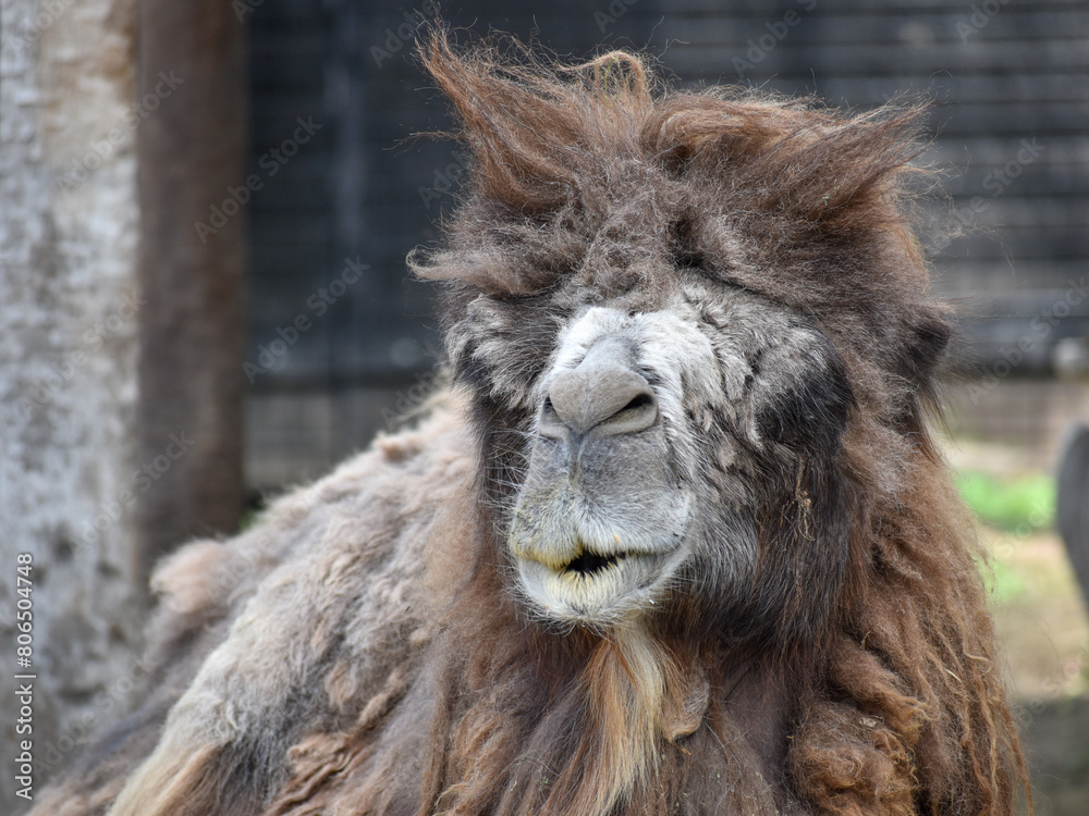 Obraz premium funny looking old camel with bad hair