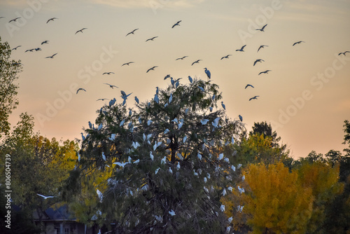 western cattle egrets (Bubulcus ibis) flying around their colony in a tree photo