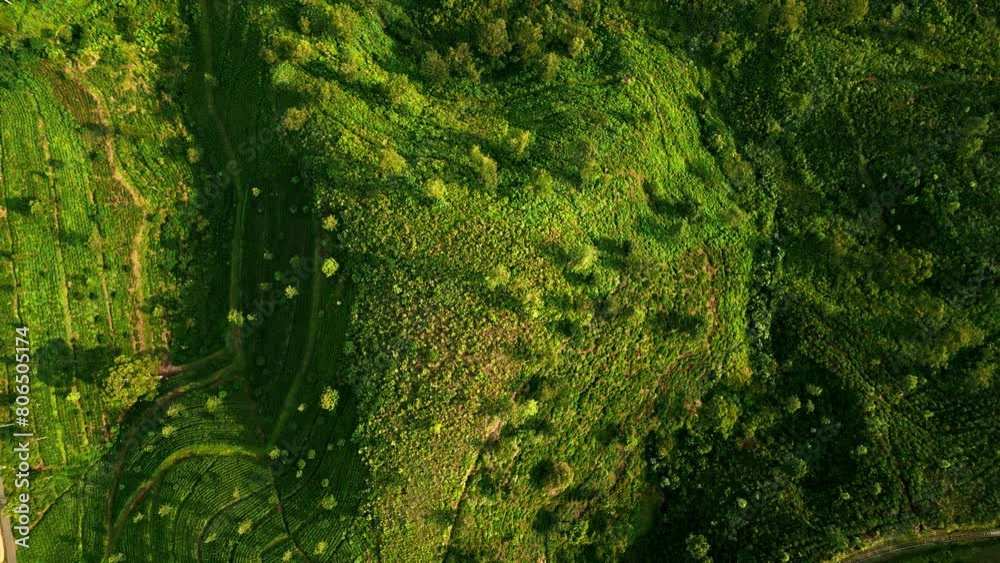 Morning light bathes lush Ceylon tea plantations. Green terraces unfold in aerial view, organic farming shapes landscape. Sunrise warms ancient crop patterns, eco tourism allure in Sri Lanka. Morning light bathes lush Ceylon tea plantations. Green terraces unfold in aerial view, organic farming shapes landscape. Sunrise warms ancient crop patterns, eco tourism allure in Sri Lanka.