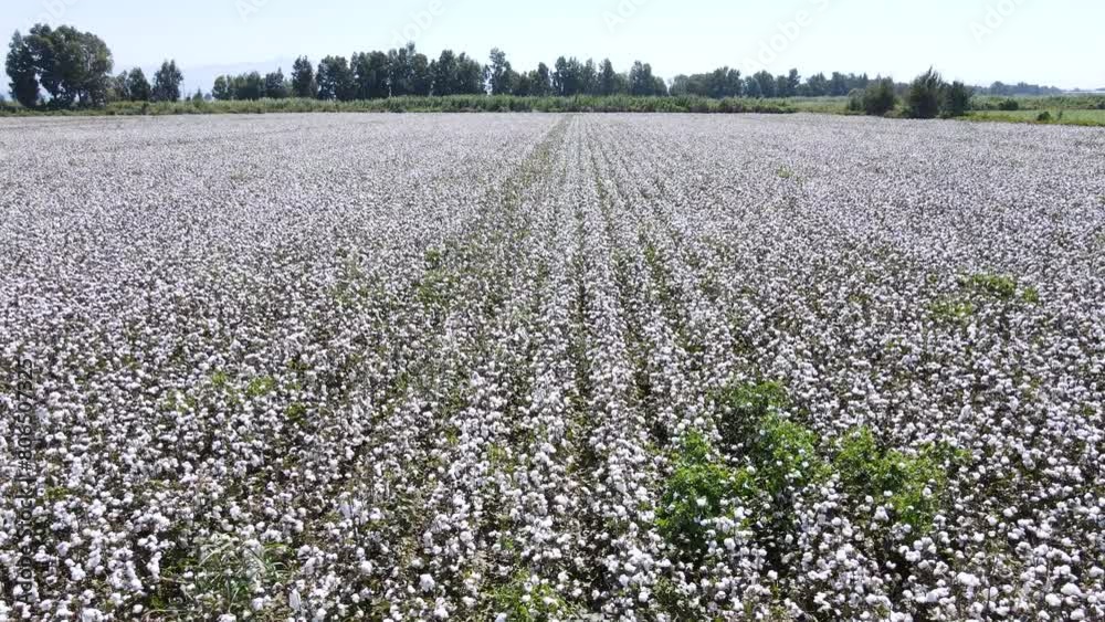 Footage of cotton fields taken with a drone.