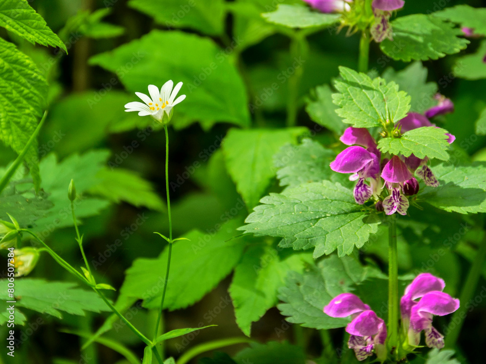 Red and white forest flowers Red and white forest flowers
