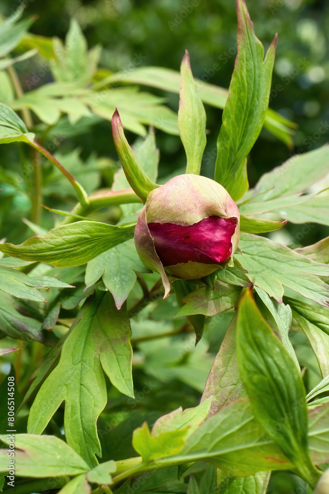 Red peony blooming on a spring day in the Hermannshof Gardens in Weinheim, Germany. Red peony blooming on a spring day in the Hermannshof Gardens in Weinheim, Germany.