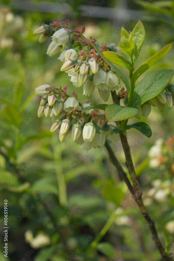 White flowers on blueberry stem White flowers on blueberry stem