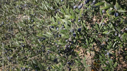 Wallpaper Mural Branch with growing olives on olive tree on mediterranean farm Torontodigital.ca