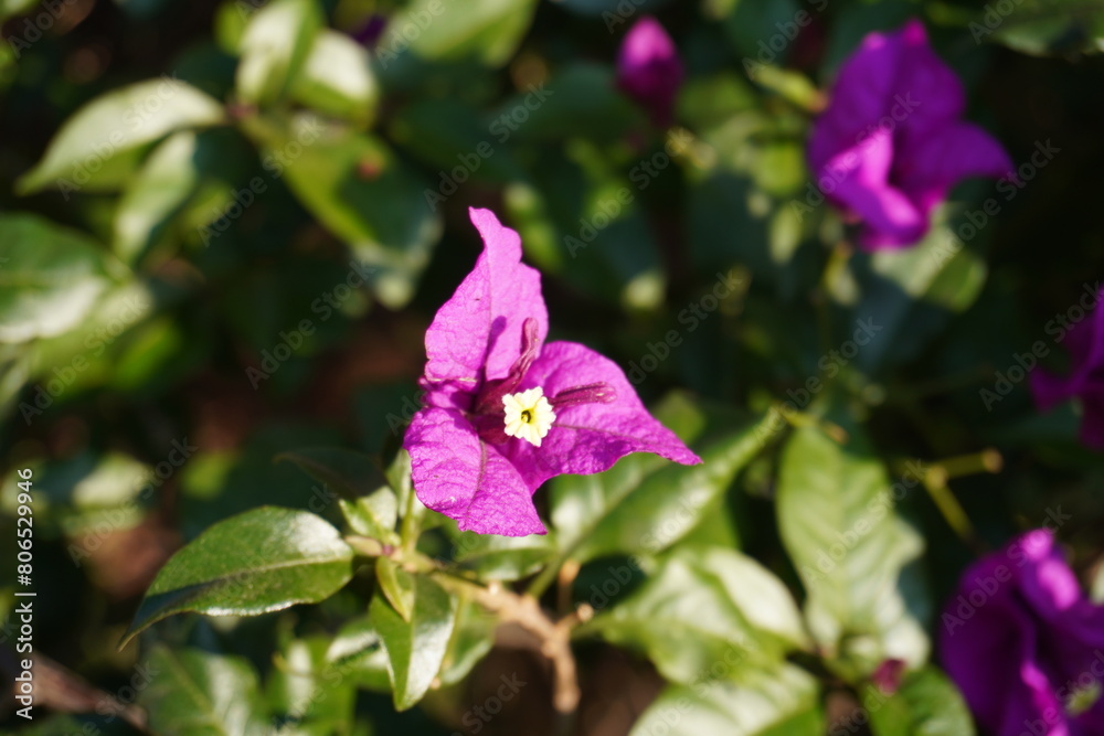 bougainvillea bougainvillea