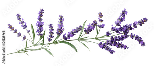 A horizontal view of pile of lavender twigs isolated on a plain background or PNG for poster or graphic use  Generative AI.