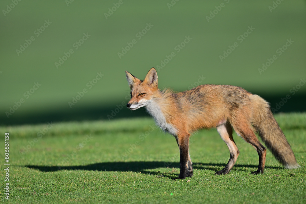 Fototapeta premium Fox Playing at Los Golf Course