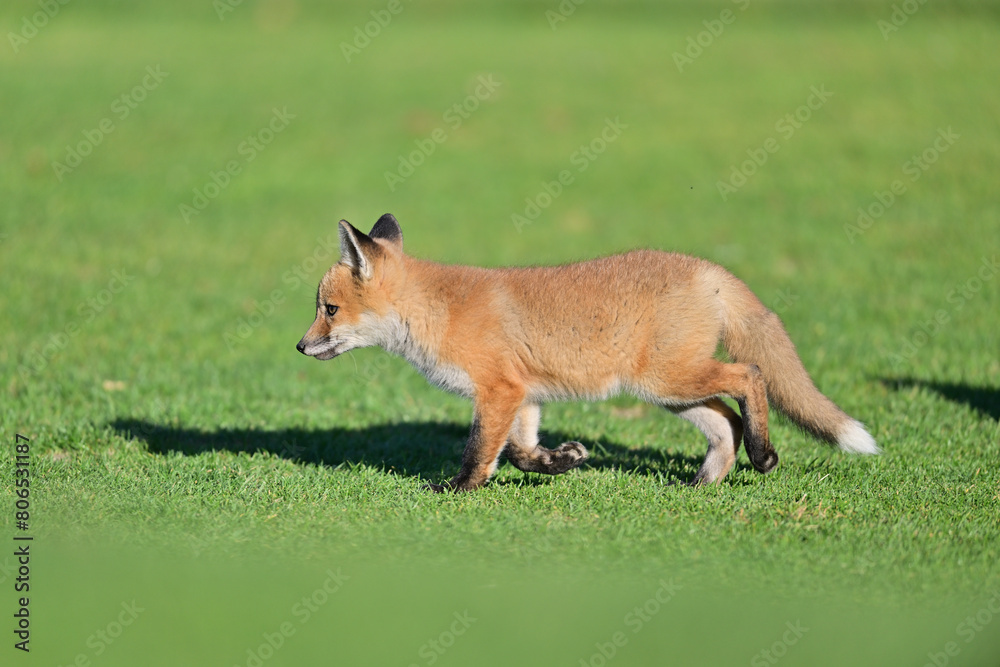 Fototapeta premium Young Fox cub playing near the den