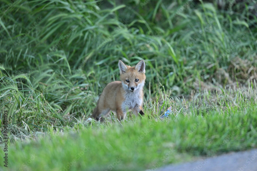 Cute Baby Fox strolling at Los Golf Course Cute Baby Fox strolling at Los Golf Course