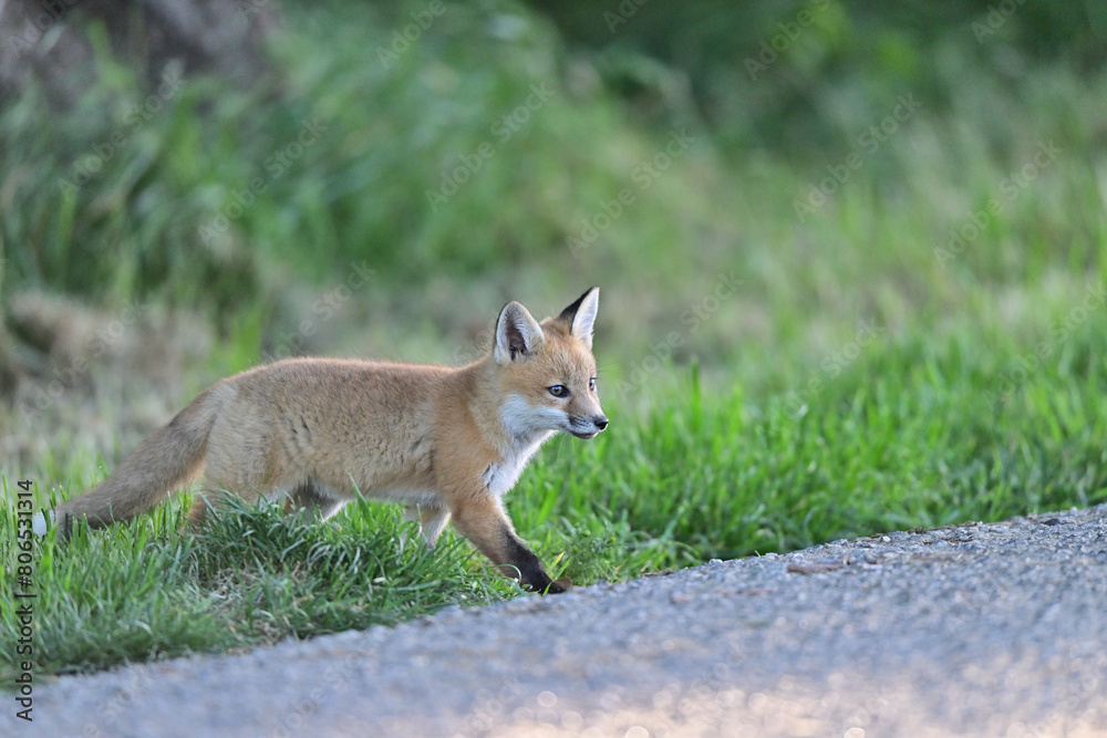 Fototapeta premium Cute Baby Fox strolling at Los Golf Course