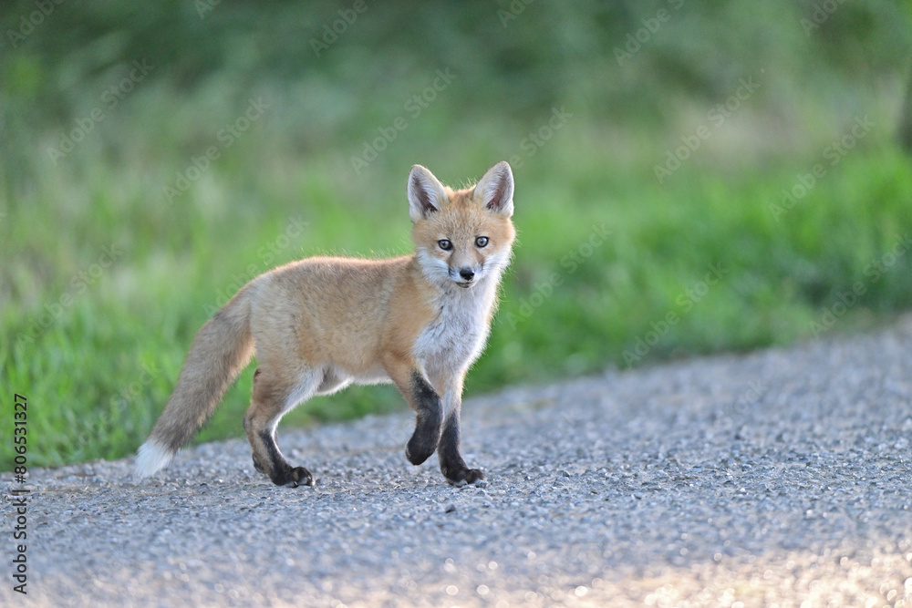 Cute Baby Fox strolling at Los Golf Course Cute Baby Fox strolling at Los Golf Course