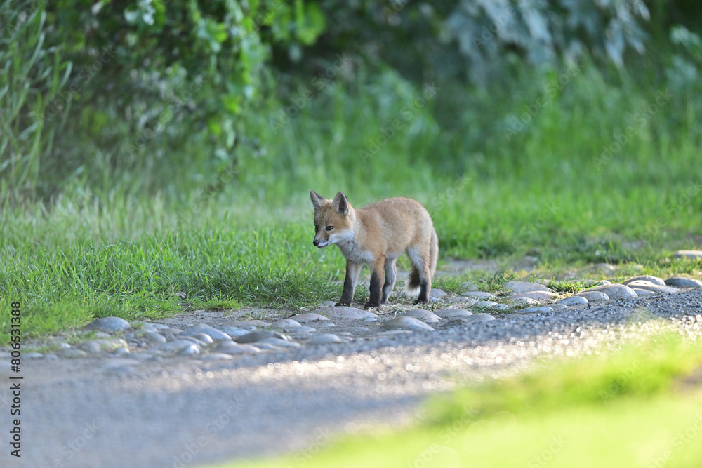 Cute Baby Fox strolling at Los Golf Course Cute Baby Fox strolling at Los Golf Course