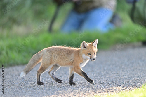 Cute Baby Fox strolling  at Los Legos Golf Course