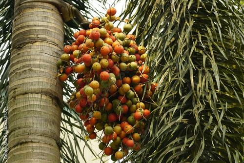 Red ripe Areca catechu fruit on the tree photo