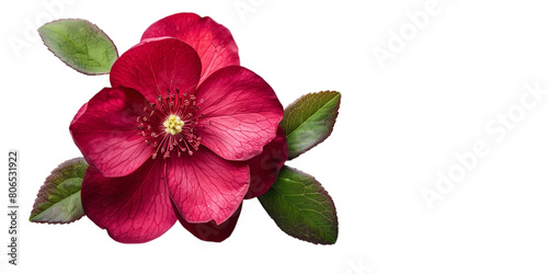 A horizontal view of lonely beautiful Lenten rose with leaves on a plain background or PNG for poster or graphic use, Generative AI.