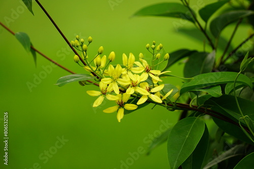 Close-up of Galphimia glauca flower
