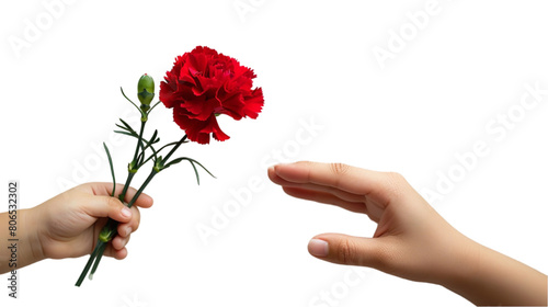 A horizontal view of little girl hand giving red carnation to mother s hand isolated on a plain background or PNG for special dat type poster or graphic use  Generative AI.