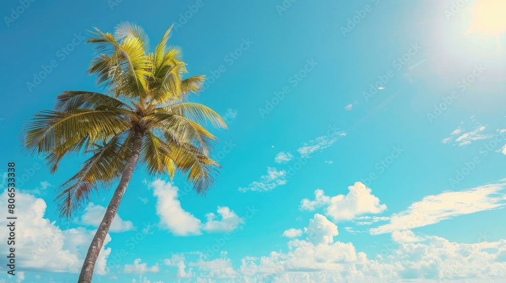 Sky and palm tree on summer background on the beach