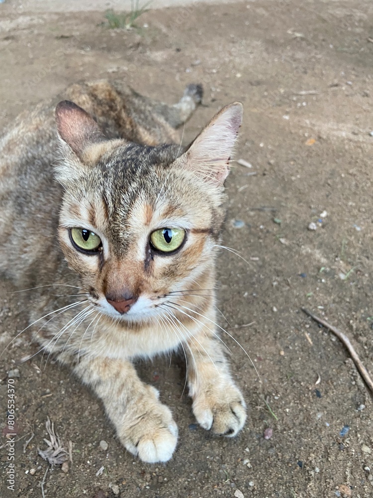 Fototapeta premium portrait of a cat