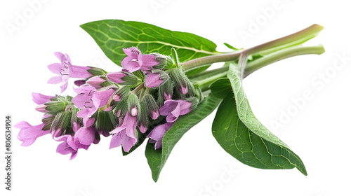A horizontal view of comfrey herb Symphytum officinale isolated on a plain background or PNG for medicine type poster or graphic use, Generative AI. photo