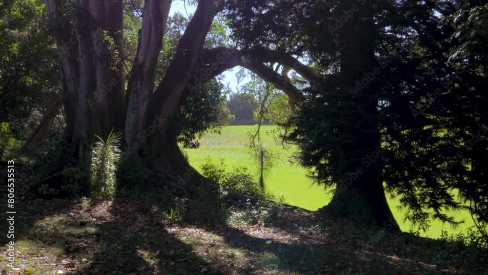 Green grass meadow as seen between two trees on Mount Cecilia in Auckland Green grass meadow as seen between two trees on Mount Cecilia in Auckland
