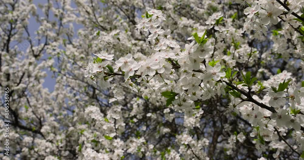 blooming white small flowers trees in the orchard, cherry blossom tree close-up blooming white small flowers trees in the orchard, cherry blossom tree close-up
