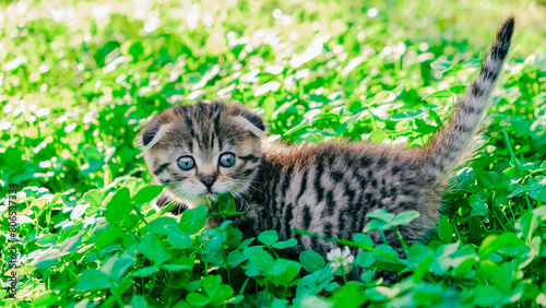Kitten in the green grass in the summer garden. Little cute fold kitten in clover.Tabby kitten gawks at the summer garden in the sun.Pet walking outside