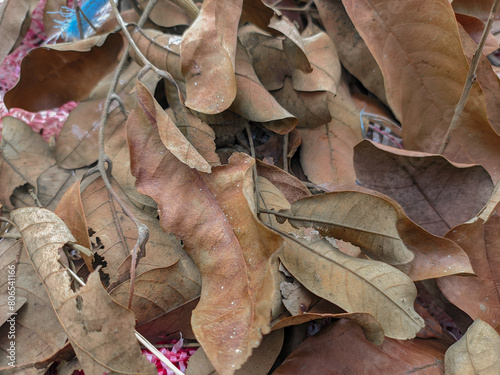 organic waste from fallen leaves on the floor. can be used for compost fertilizer.