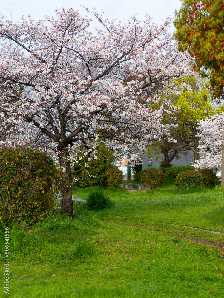 桜が咲く公園の風景