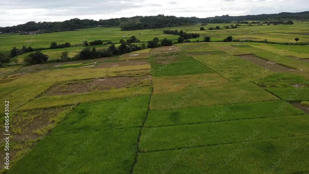 Expanse of green rice fields with drone