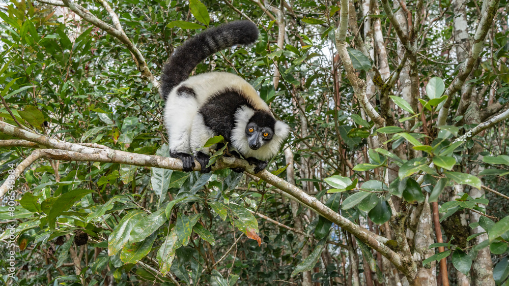 Obraz premium Curious lemur vari Varecia variegata is sitting on a tree, holding onto a branch with his paws, looking carefully. Fluffy black and white fur, bright orange eyes, long tail raised. Madagascar.