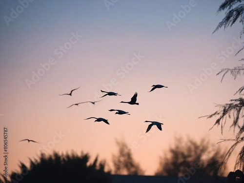 birds on sunset