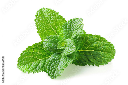 Mint leaves, vibrant freshness