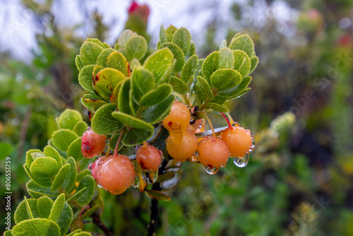 Ohelo Berry Cluster with Water Drops in Hawaii Volcanoes National Park photo