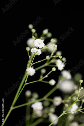 Baby's breath (Gypsophila elegans) 