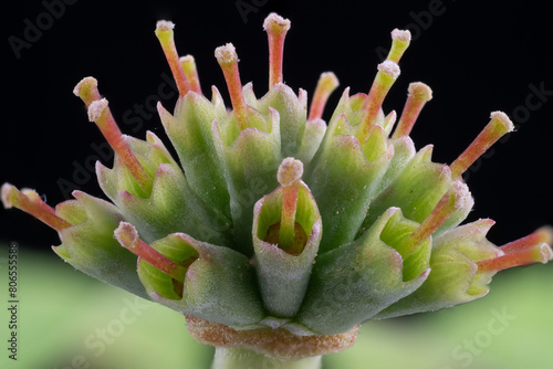 Close up of dogwood flower (Cornus florida) after petal fall