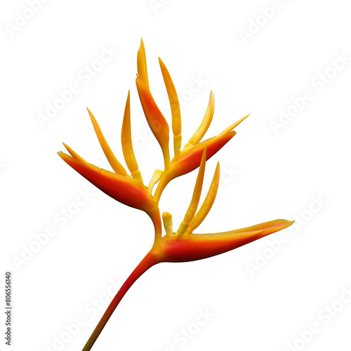 bird of paradise flower isolated on transparent photo