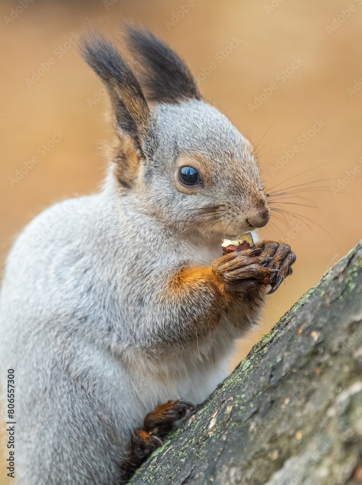 Fototapeta premium The squirrel with nut sits on tree in the autumn. Eurasian red squirrel, Sciurus vulgaris.