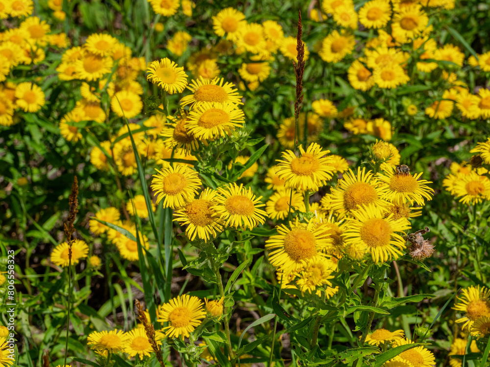 Southern Urals, blooming British yellowhead (Pentanema britannica) in a meadow.