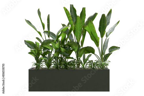 plant in flowerpot isolated on transparent background