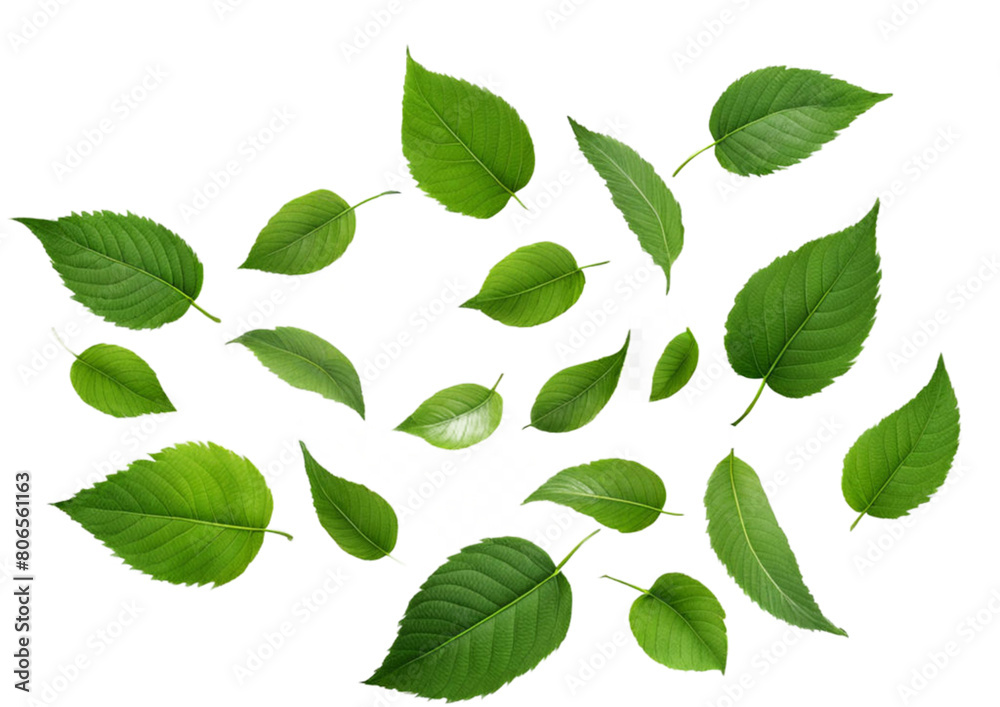 Green Floating Leaves Flying Leaves Green Leaf Dancing isolated on transparent background. Flying whirl green leaves in the air, Healthy products by organic natural ingredients concept Green Floating Leaves Flying Leaves Green Leaf Dancing isolated on transparent background. Flying whirl green leaves in the air, Healthy products by organic natural ingredients concept