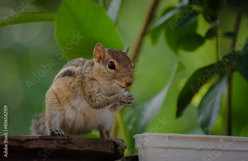 squirrel on the tree