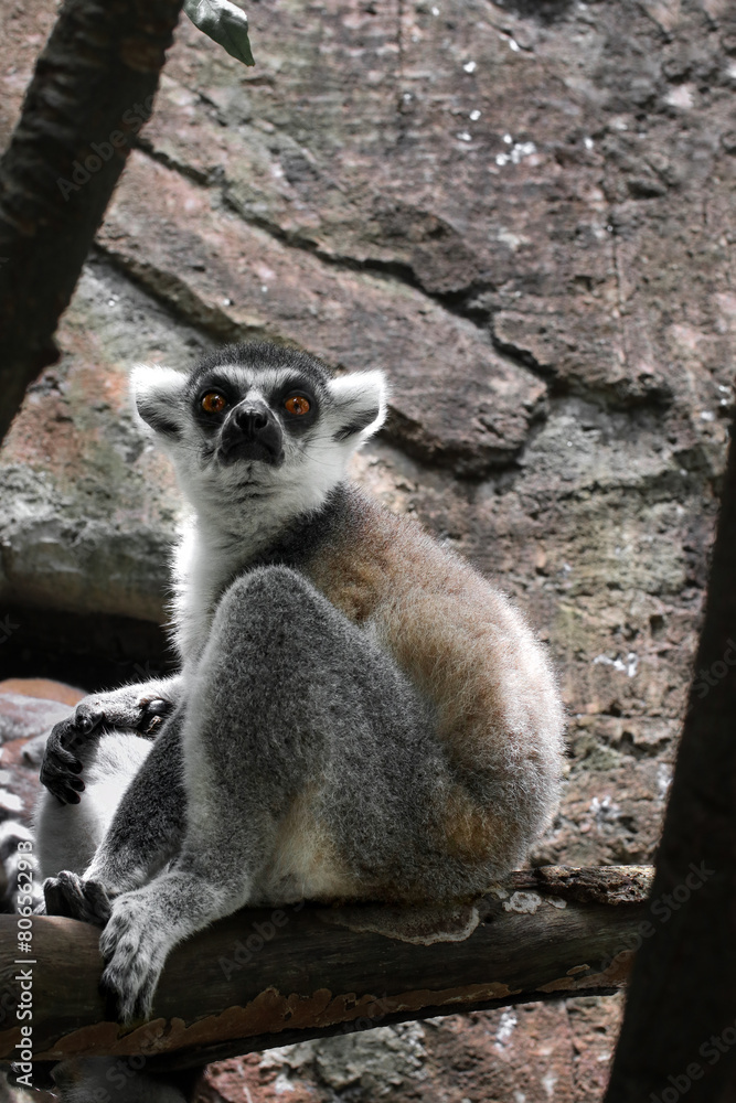 Fototapeta premium there is a lemur sitting on a tree branch