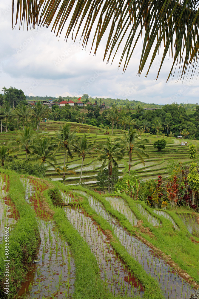 Under palm leaf vertical - Jatiluwih Rice terraces, Bali, Indonesia