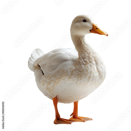 White Swan isolated on a transparent background