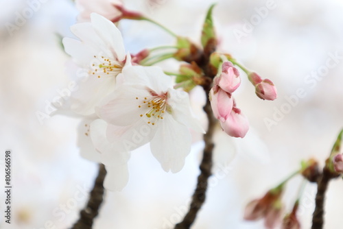 spring cherry blossom